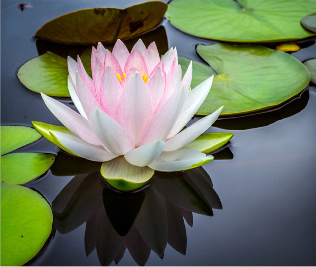 a tmaneem nature cure