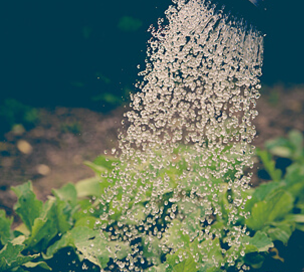 Nageswara Ayurvedic, Hyderabad